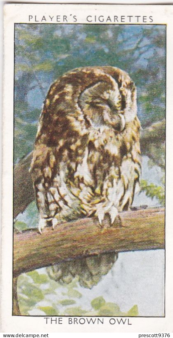 Wild Birds 1932 - Original Players Cigarette Card - 27 Brown Owl - Player's
