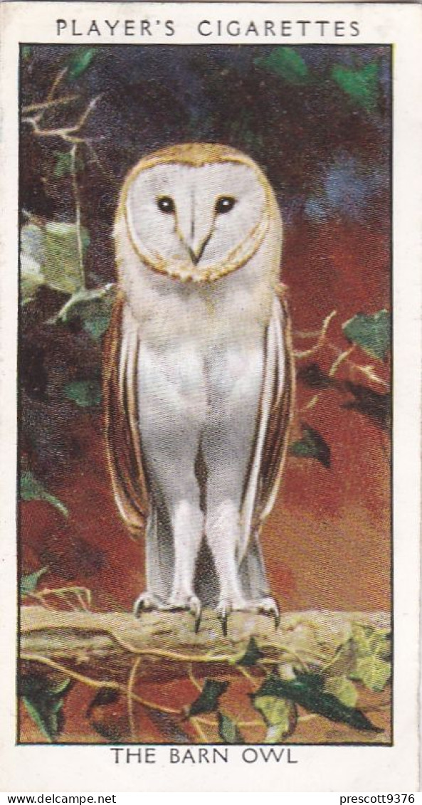 Wild Birds 1932 - Original Players Cigarette Card - 26 Barn Owl - Player's