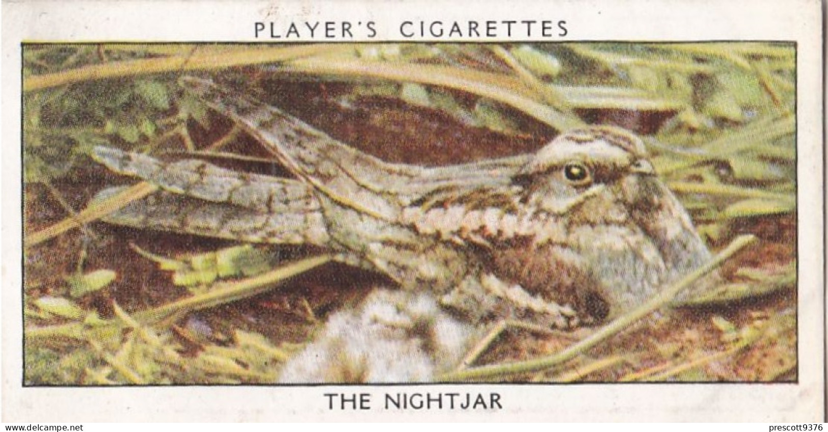 Wild Birds 1932 - Original Players Cigarette Card - 25 Nightjar - Player's