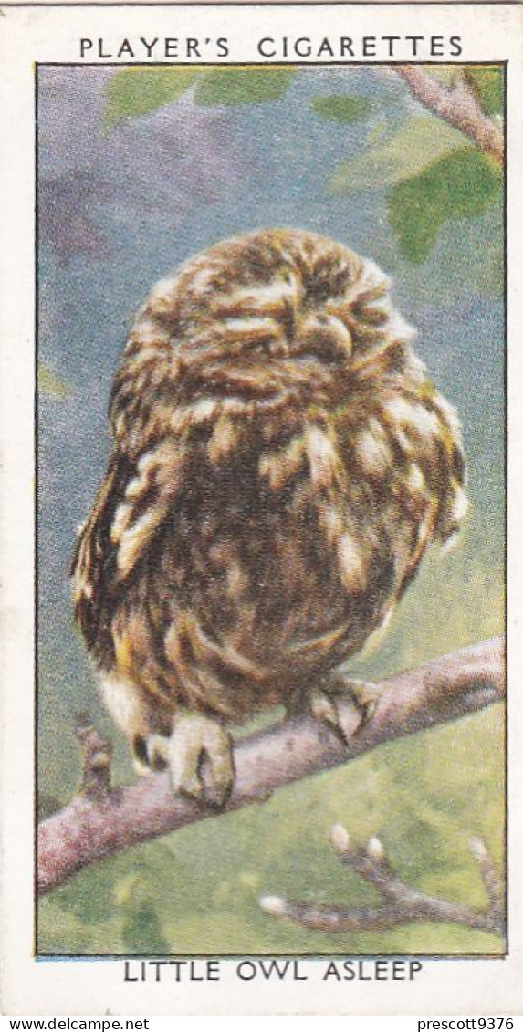 Wild Birds 1932 - Original Players Cigarette Card - 28 Little Owl, Asleep - Player's