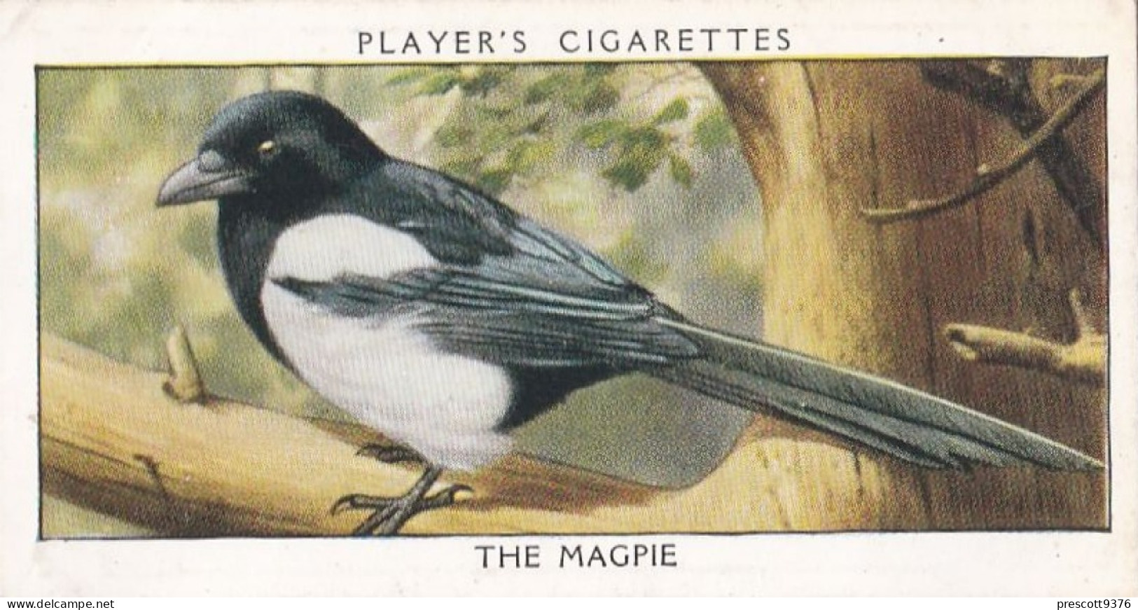 Wild Birds 1932 - Original Players Cigarette Card - 22 Magpie - Player's