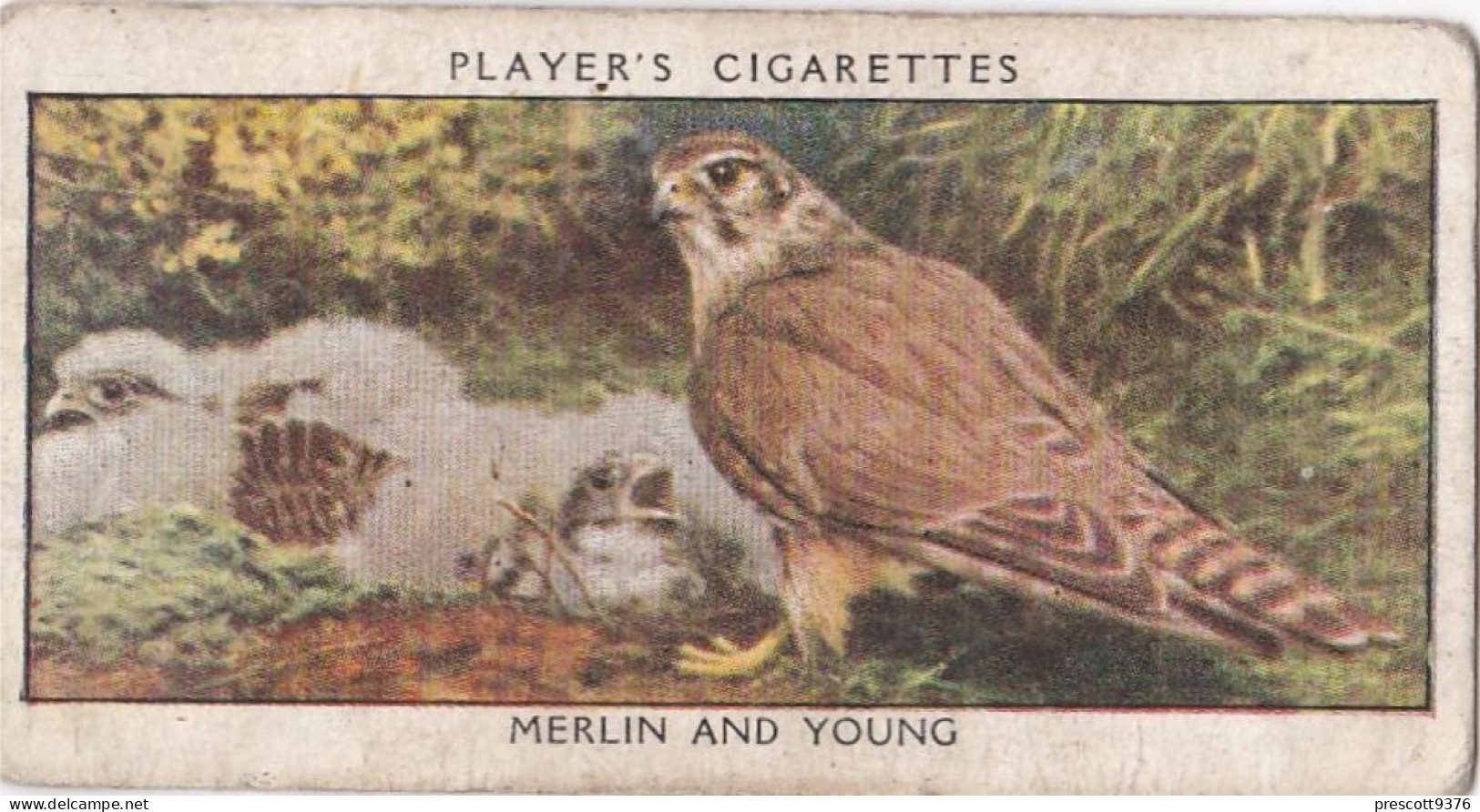 Wild Birds 1932 - Original Players Cigarette Card - 23 Merlin & Young - Player's