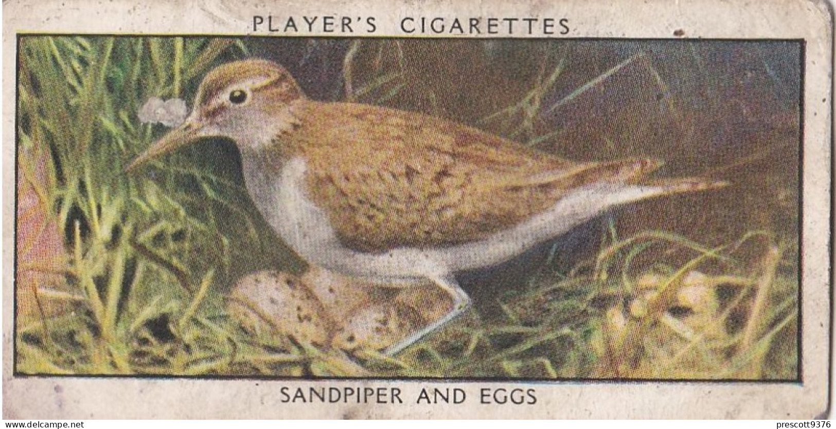 Wild Birds 1932 - Original Players Cigarette Card - 33 Sandpiper & Eggs - Player's