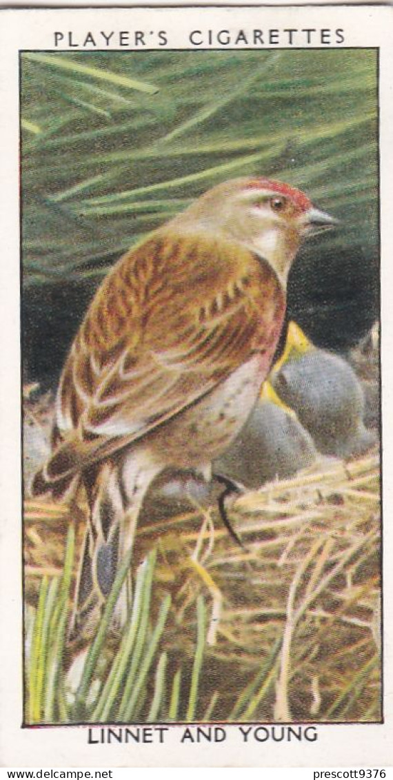 Wild Birds 1932 - Original Players Cigarette Card - 21 Linnet & Young - Player's