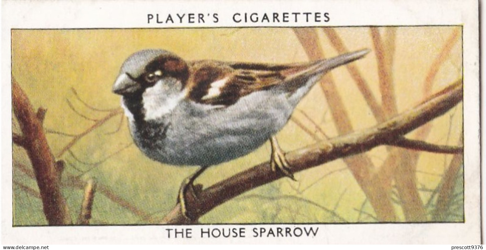 Wild Birds 1932 - Original Players Cigarette Card - 36 House Sparrow - Player's