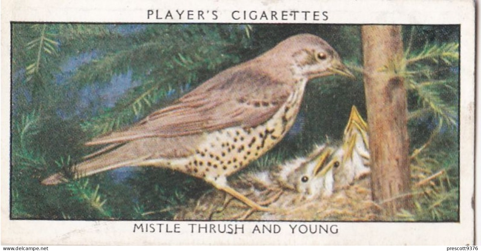 Wild Birds 1932 - Original Players Cigarette Card - 38 Mistle Thrush & Young - Player's