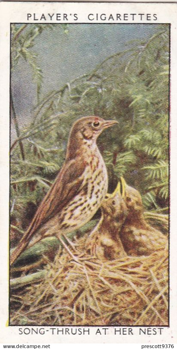 Wild Birds 1932 - Original Players Cigarette Card - 39 Song Thrush & Nest - Player's