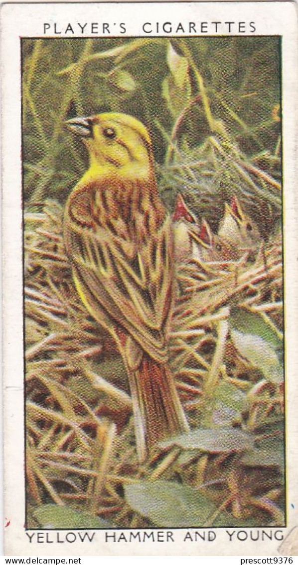 Wild Birds 1932 - Original Players Cigarette Card - 10 Yellow Hammer & Young - Player's