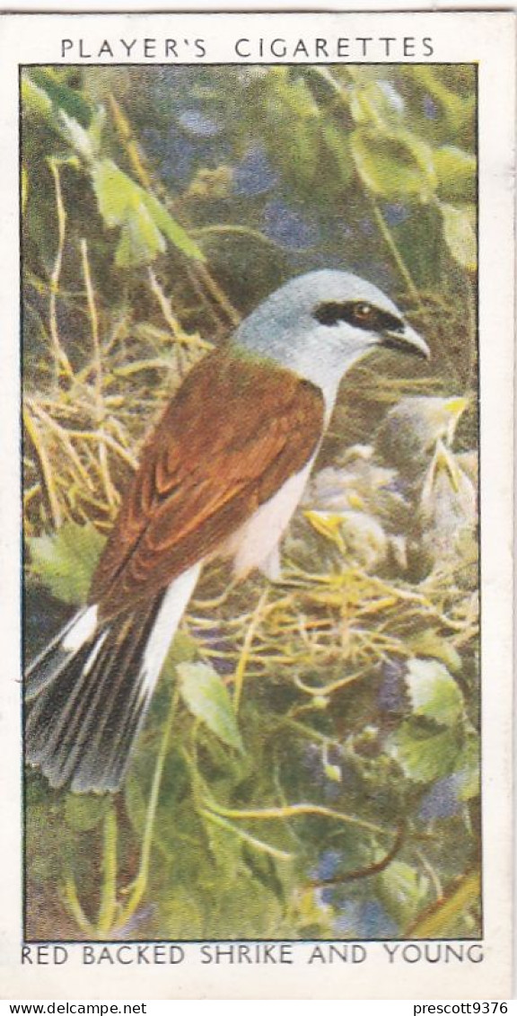 Wild Birds 1932 - Original Players Cigarette Card - 34 Red Backed Shrike & Young - Player's