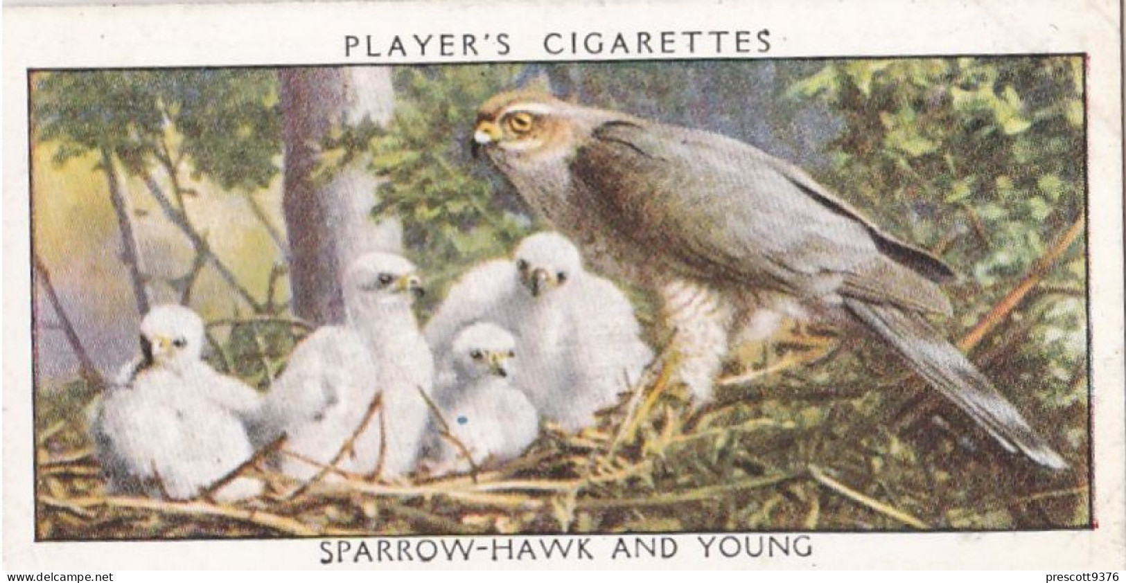 Wild Birds 1932 - Original Players Cigarette Card - 35 Sparrow Hawk & Young - Player's