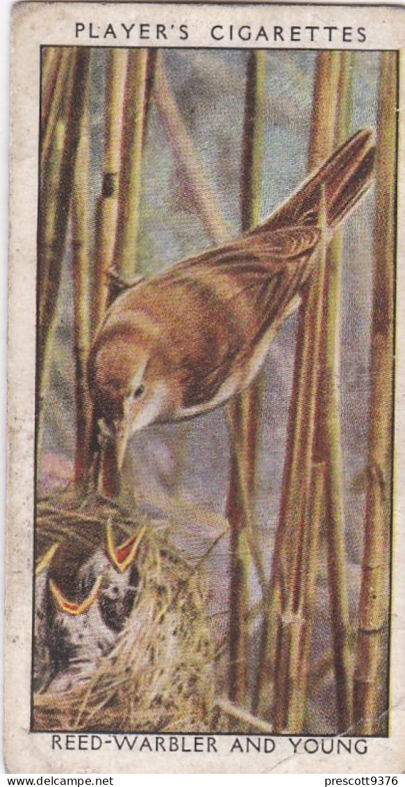 Wild Birds 1932 - Original Players Cigarette Card - 43 Reed Warbler  & Young - Player's