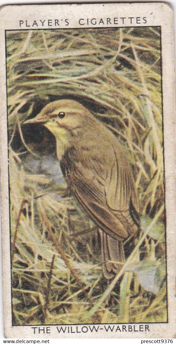 Wild Birds 1932 - Original Players Cigarette Card - 45 Willow Warbler Warbler  & Young - Player's