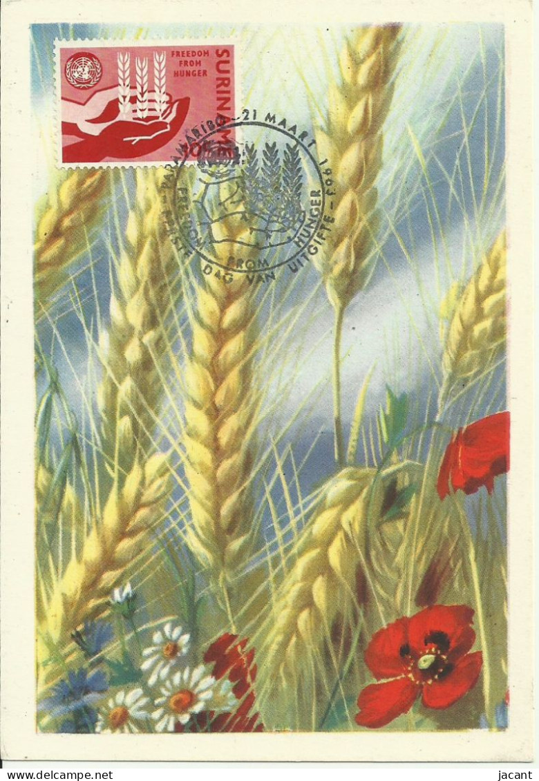 Carte Maximum - Suriname - Wheat - Blé - Grano - Trigo - Freedom From Hunger - Faim Fome - Suriname