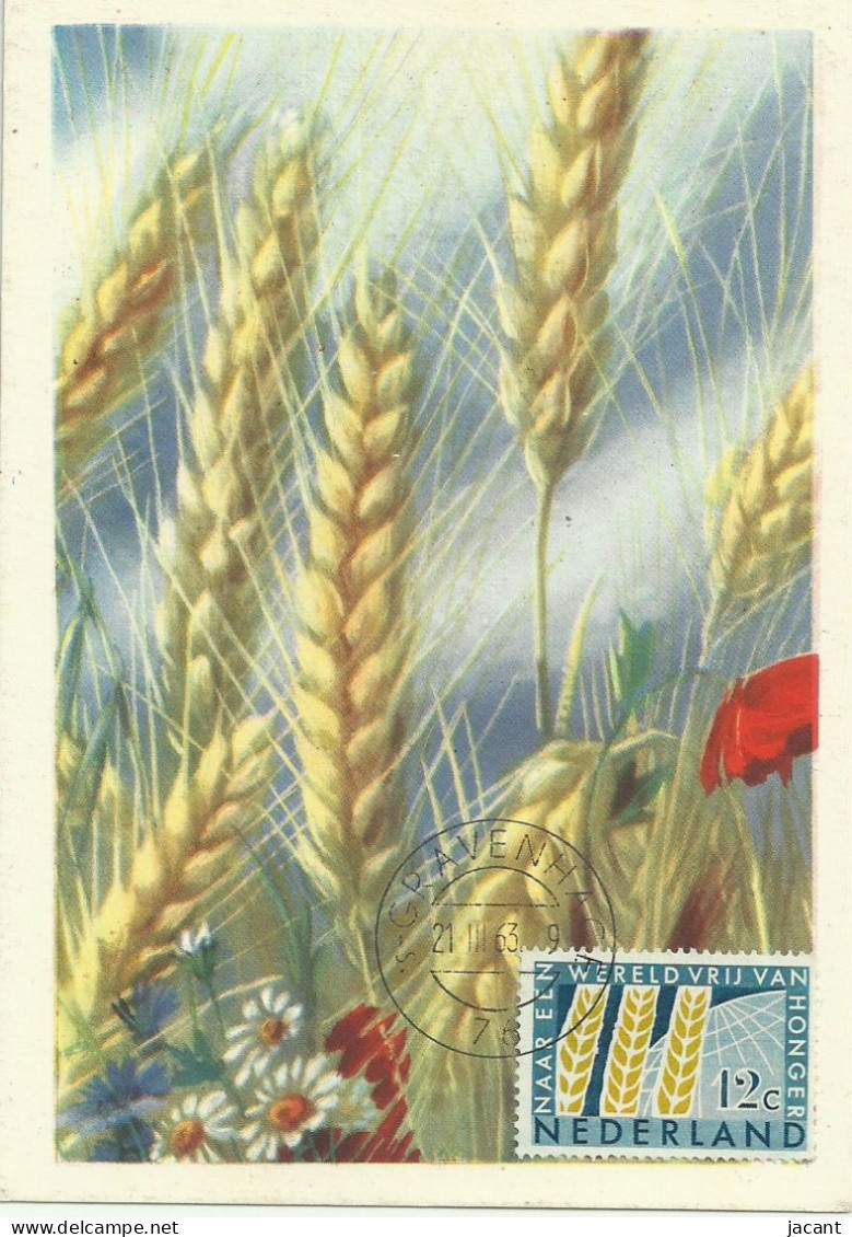 Carte Maximum - Holand - Pays Bas - Wheat - Blé - Grano - Trigo - Honger Hunger Faim Fome - Maximum Cards