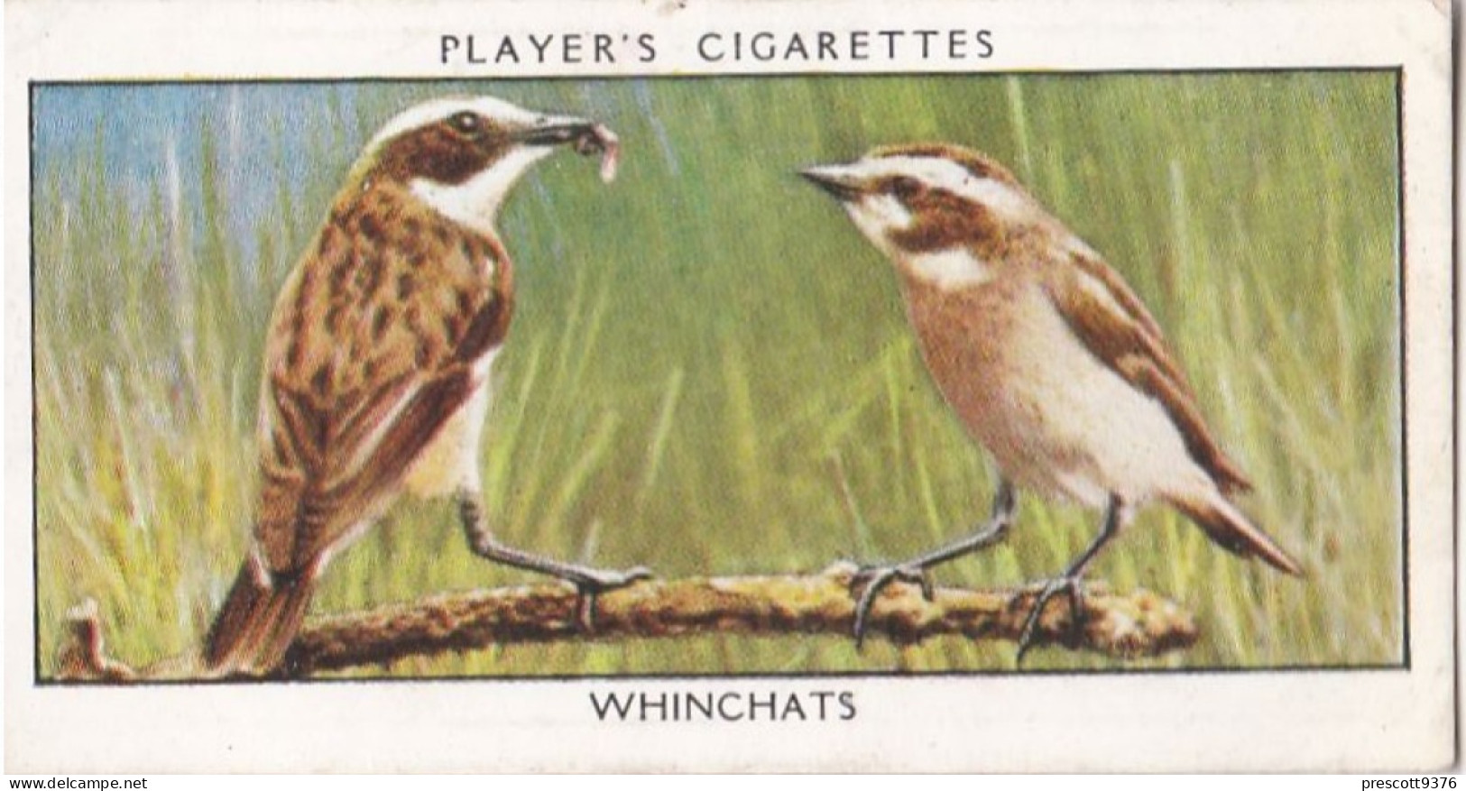 Wild Birds 1932 - Original Players Cigarette Card - 46 Winchats - Player's