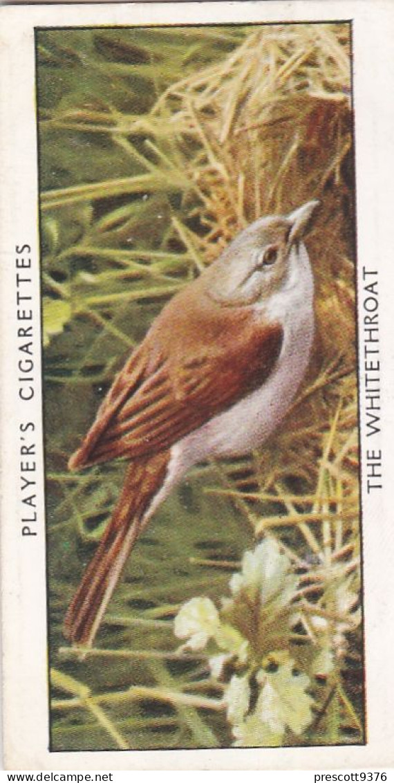 Wild Birds 1932 - Original Players Cigarette Card - 47 Whitethroat - Player's