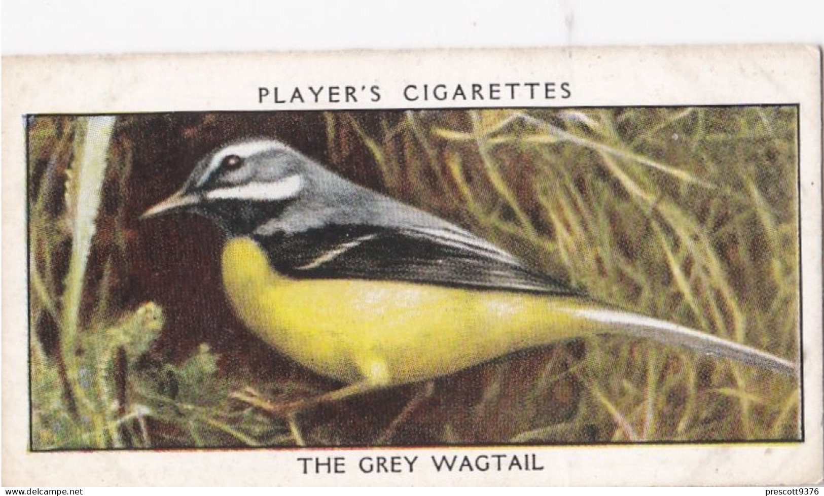Wild Birds 1932 - Original Players Cigarette Card - 42 Grey Wagtail - Player's