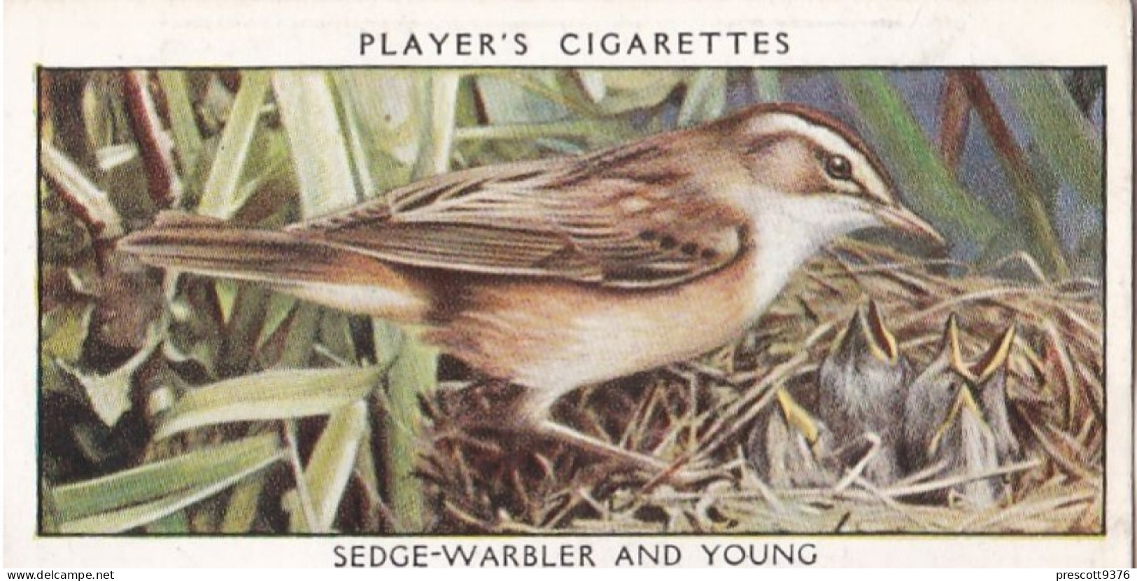 Wild Birds 1932 - Original Players Cigarette Card - 44 Sedge Warbler - Player's