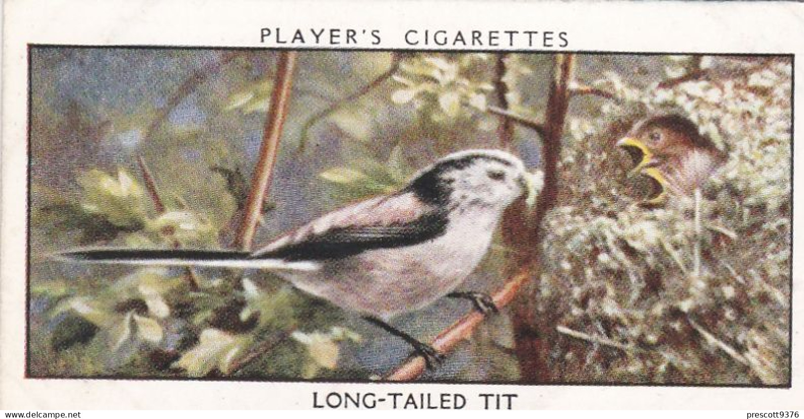 Wild Birds 1932 - Original Players Cigarette Card - 41 The Long Tailed Tit - Player's