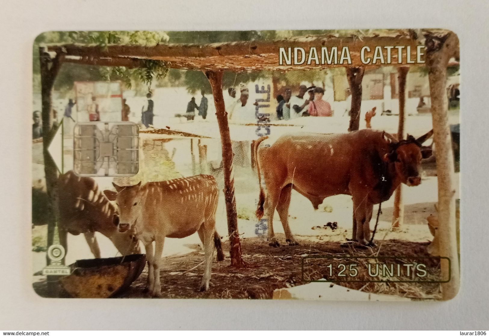 TELECARTE PHONECARD - GAMBIE - Ndama Cattle - Bovins - 125 Unités - EC - Gambie