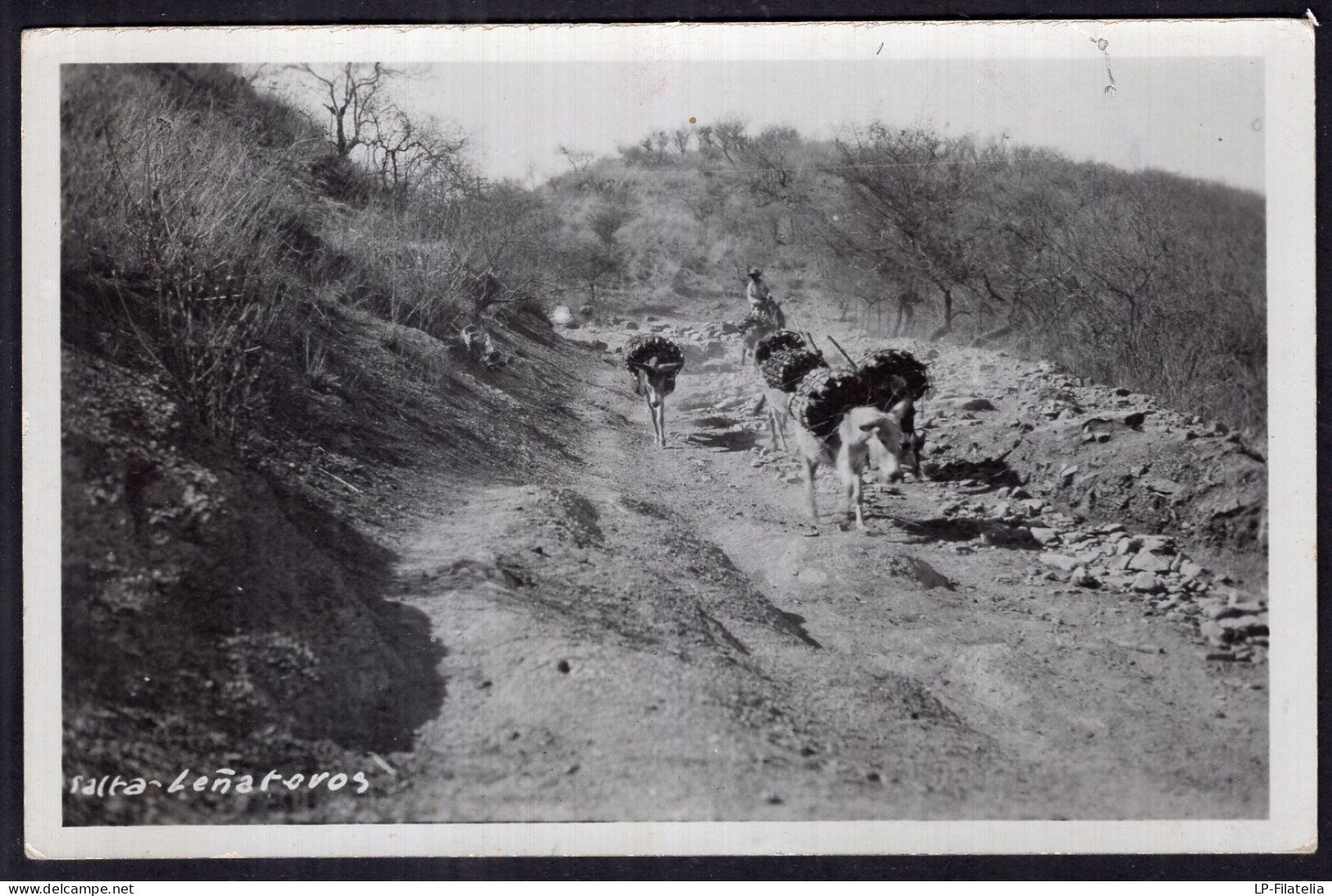 Argentina - Circa 1950 - Salta - Bulls Carrying Firewood - Stieren