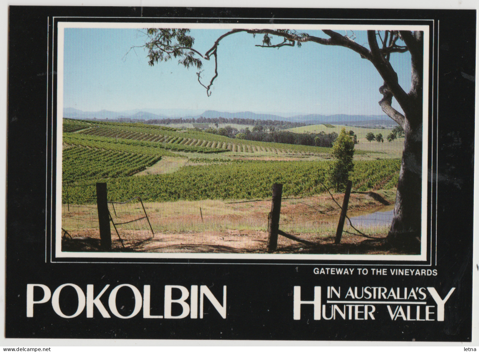 Australia NEW SOUTH WALES NSW Vineyard Grapes Hunter Valley POKOLBIN Fotilec VTG11 Postcard 1987 - Other & Unclassified