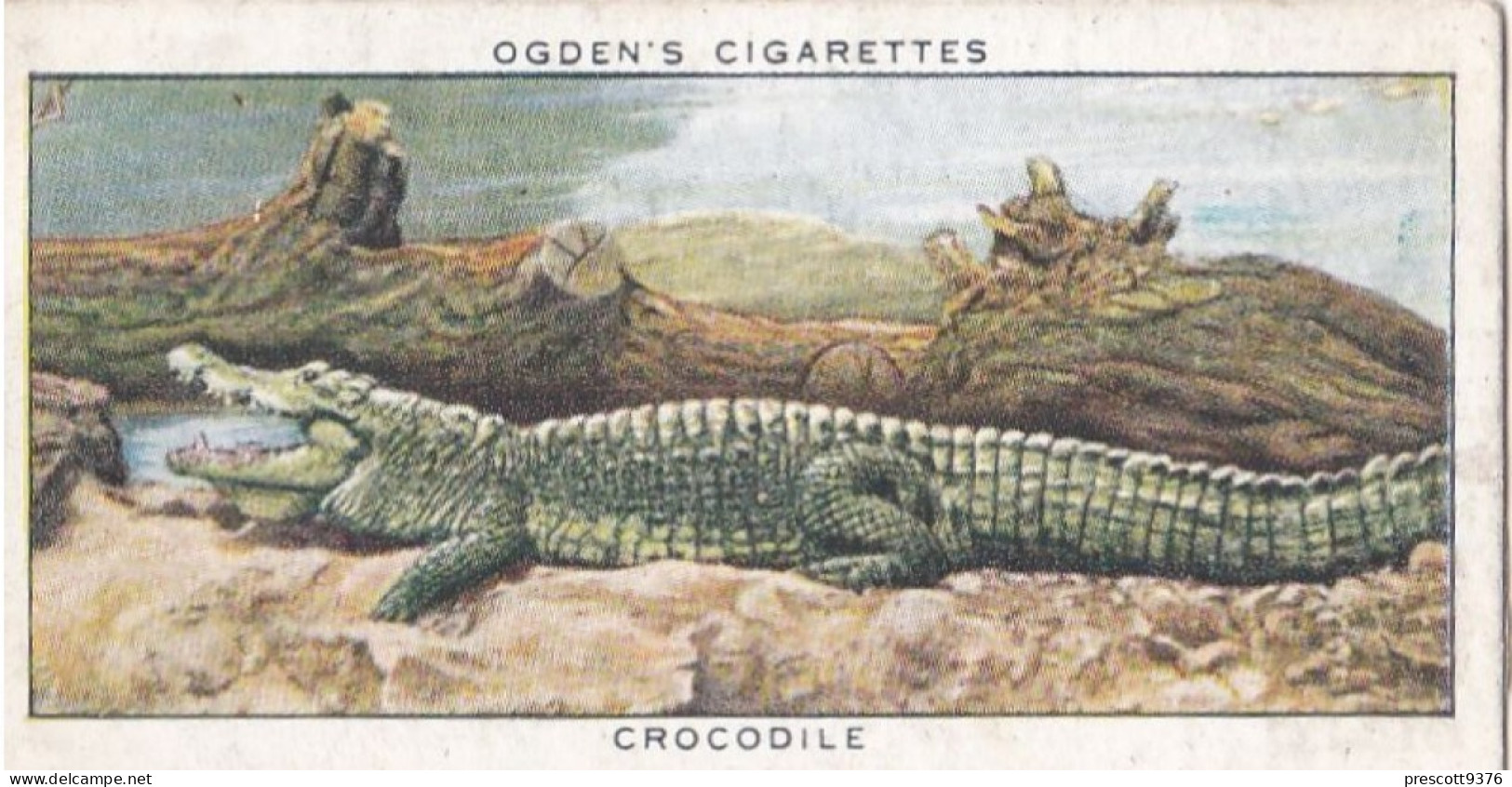 Zoo Studies 1937 - Ogdens Cigarette Card - 12 Crocodile - Ogden's