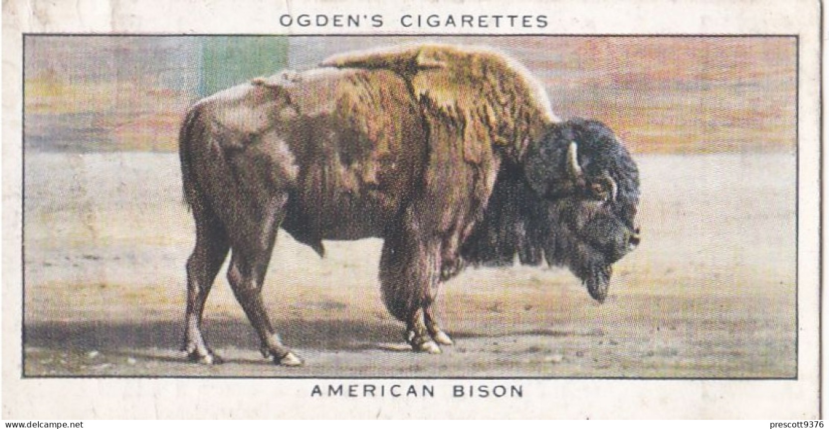 Zoo Studies 1937 - Ogdens Cigarette Card - 7 American Bison - Ogden's