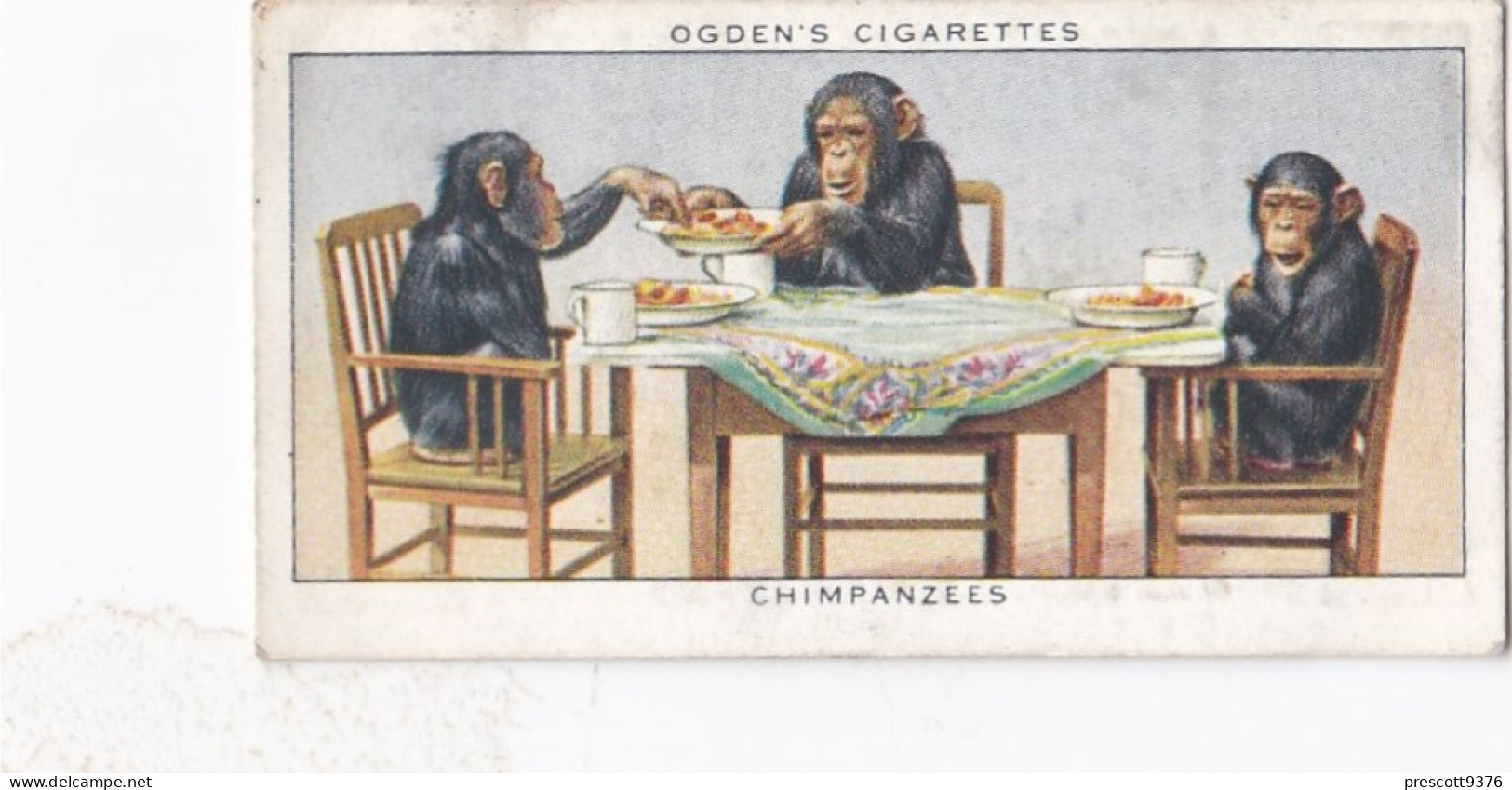 Zoo Studies 1937 - Ogdens Cigarette Card - 10 Chimpanzees - Ogden's