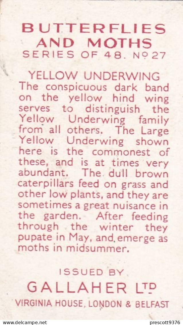 Butterflies & Moths 1938 - Gallaher Cigarette Card - 27 Yellow Underwing - Ogden's