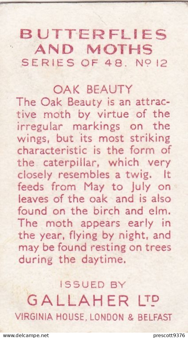 Butterflies & Moths 1938 - Gallaher Cigarette Card - 12 Oak Beauty - Ogden's