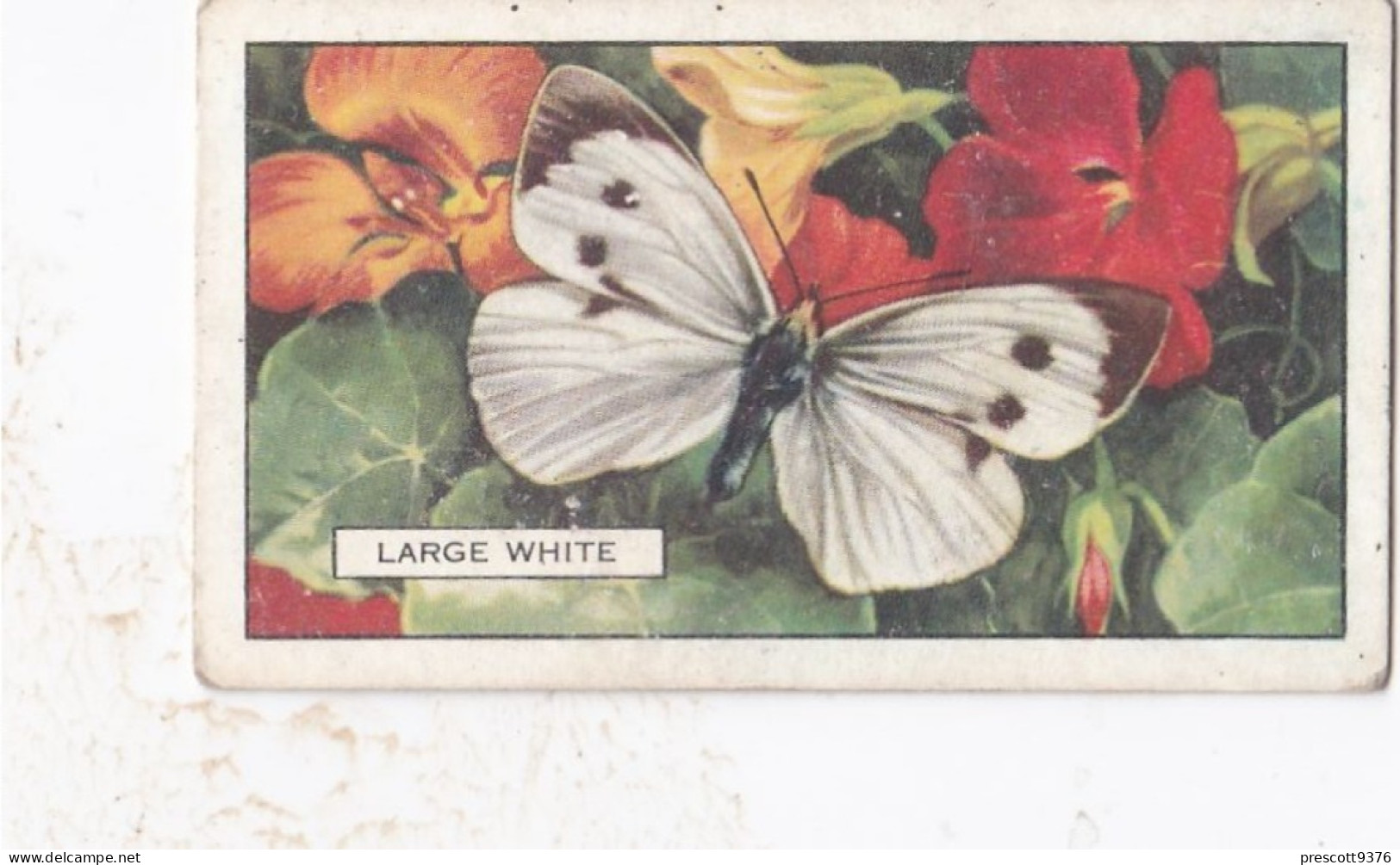 Butterflies & Moths 1938 - Gallaher Cigarette Card - 45 Large White - Ogden's