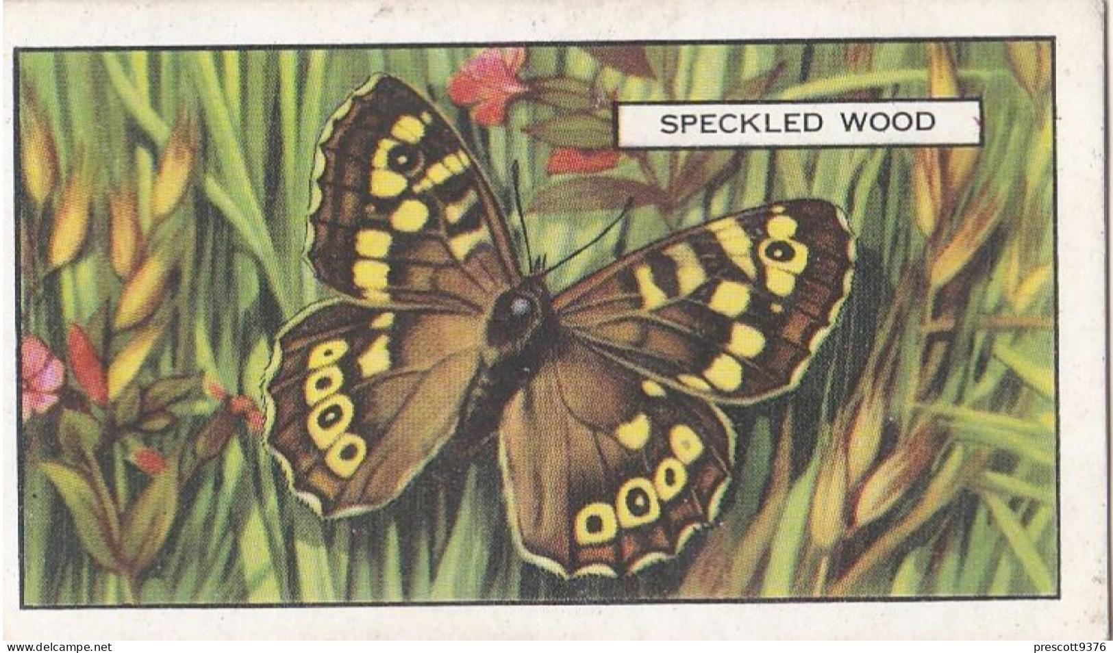 Butterflies & Moths 1938 - Gallaher Cigarette Card - 37 Speckled Wood - Ogden's