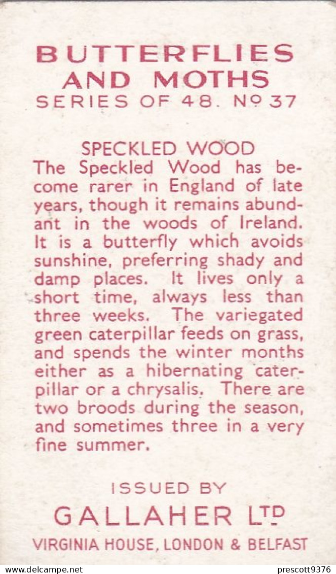 Butterflies & Moths 1938 - Gallaher Cigarette Card - 37 Speckled Wood - Ogden's