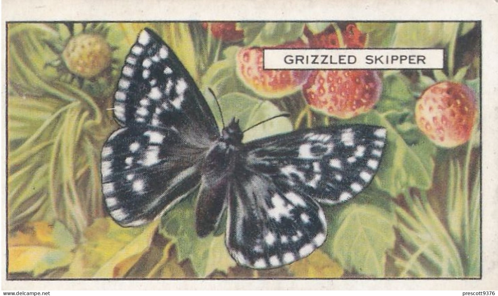 Butterflies & Moths 1938 - Gallaher Cigarette Card - 7 Grizzled Skipper - Ogden's