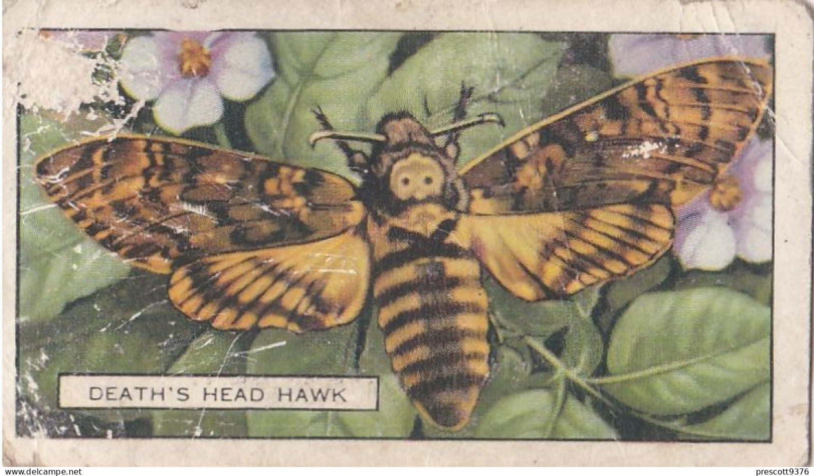 Butterflies & Moths 1938 - Gallaher Cigarette Card - 24 Deaths Head Hawk - Ogden's