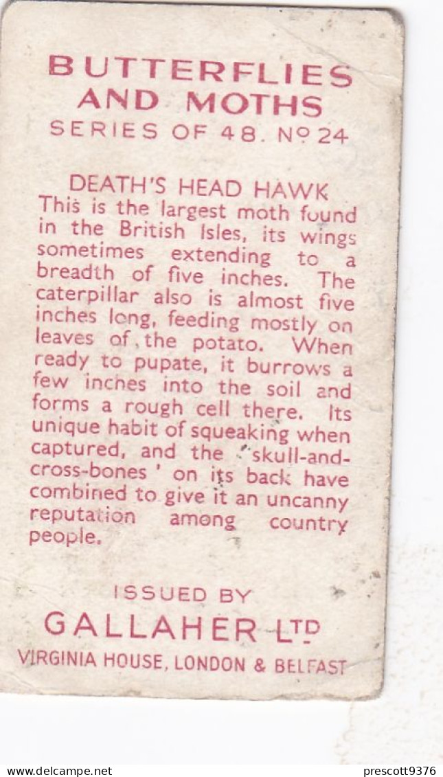 Butterflies & Moths 1938 - Gallaher Cigarette Card - 24 Deaths Head Hawk - Ogden's