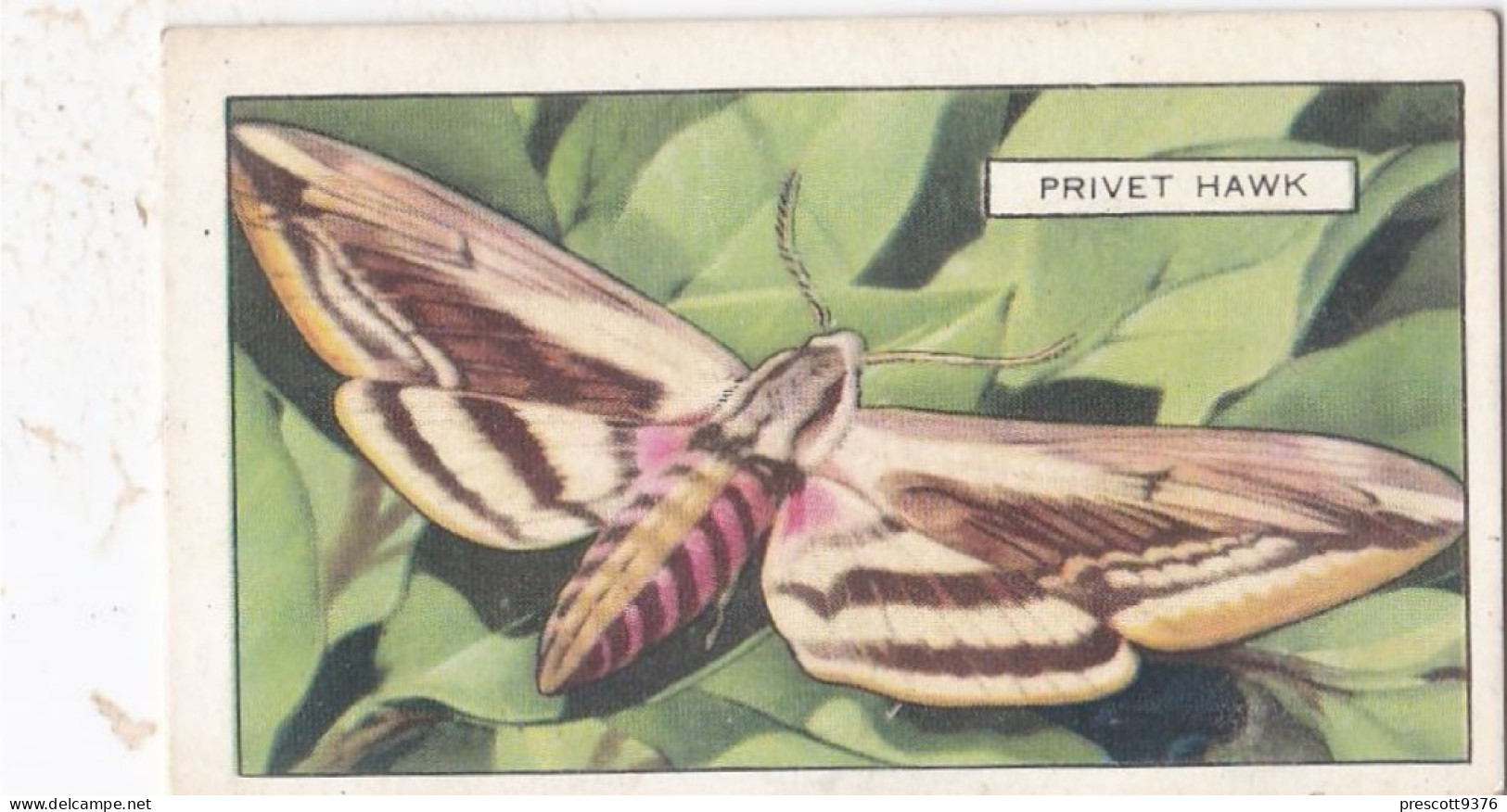 Butterflies & Moths 1938 - Gallaher Cigarette Card - 26 Privet Hawk - Gallaher