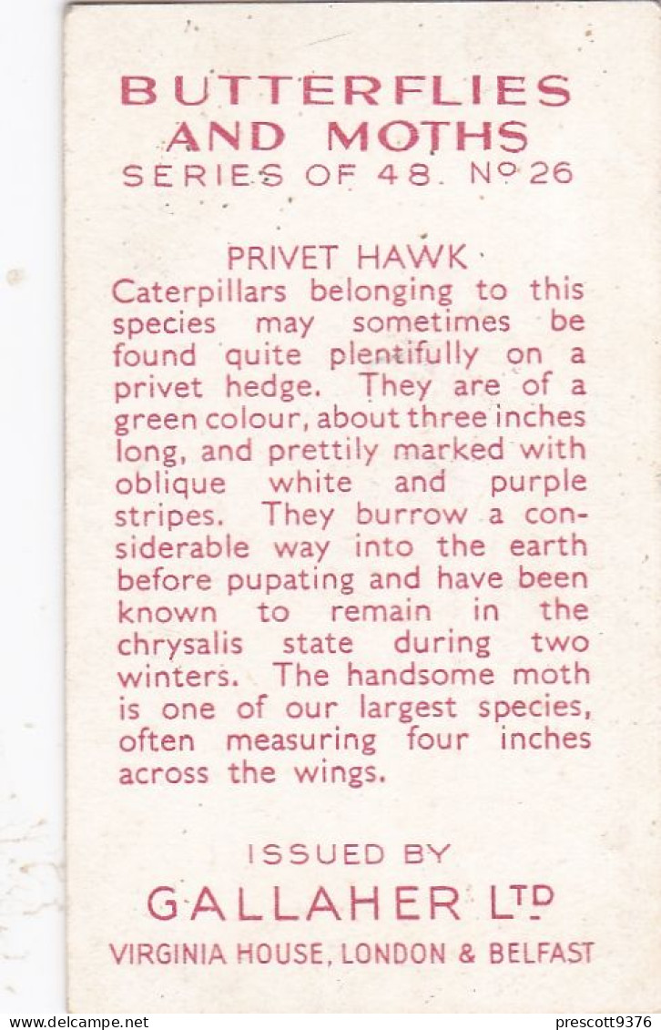 Butterflies & Moths 1938 - Gallaher Cigarette Card - 26 Privet Hawk - Gallaher