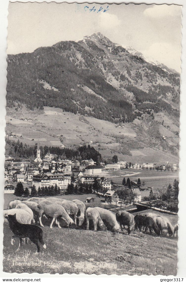 E2026) Thermalbad BAD HOFGASTEIN - Salzburg - FOTO AK - Schafe - Hund - Im Vordergrund ALT! - Bad Hofgastein