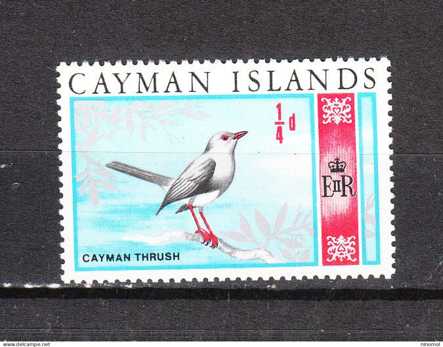 Cayman Island  -   1969.  Tordo. Thoush. MNH - Spatzen