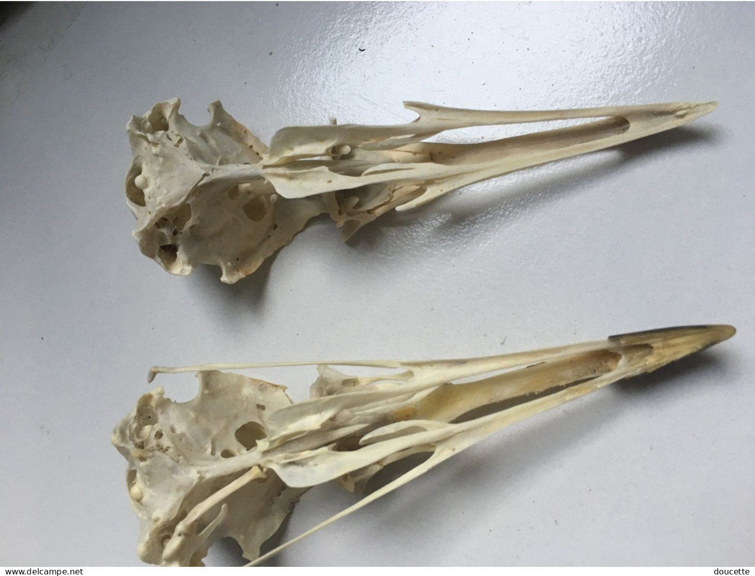 2 Crânes De Goélands Lot N°1 - Fossiles