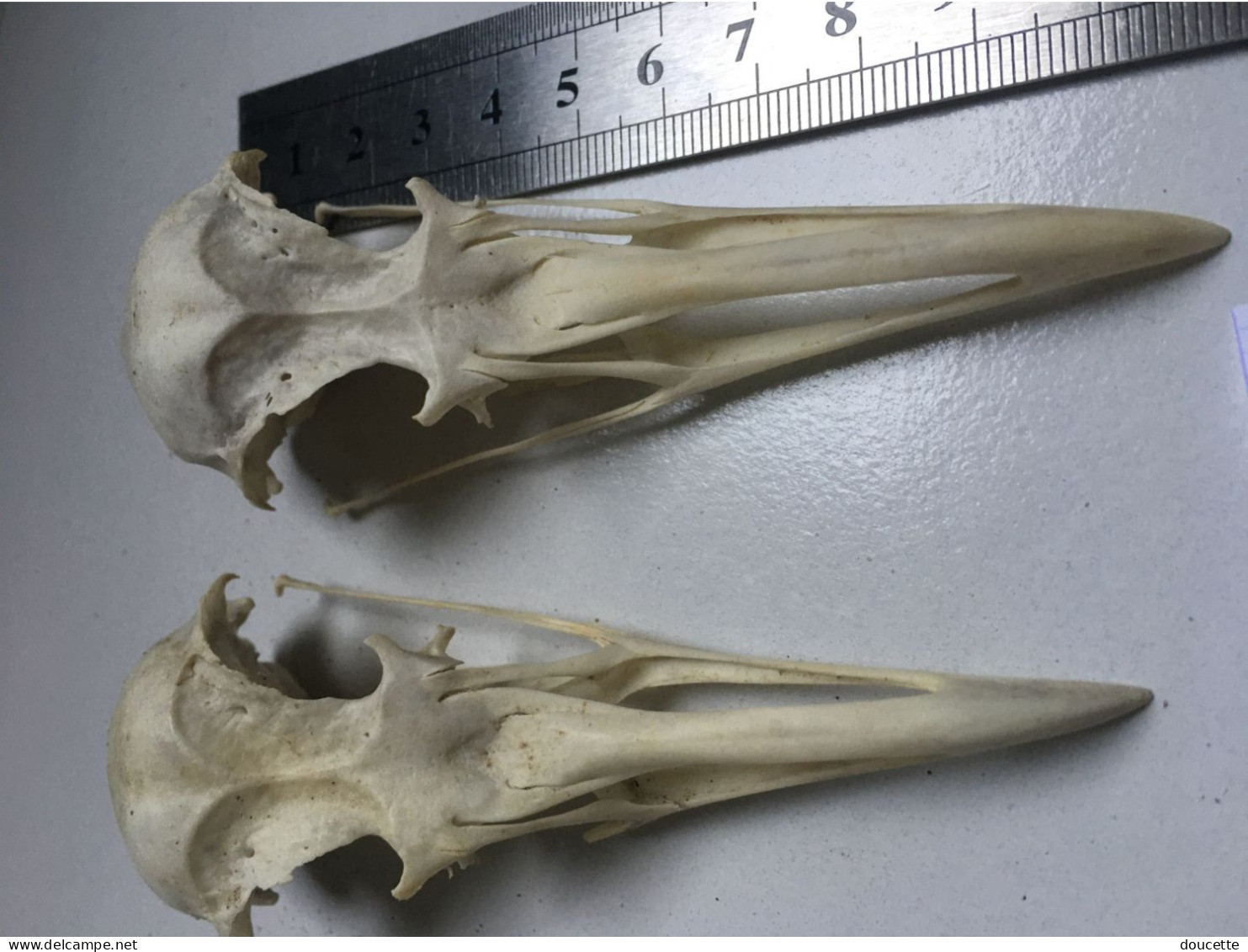 2 Crânes De Goélands Lot N°3 - Fossilien