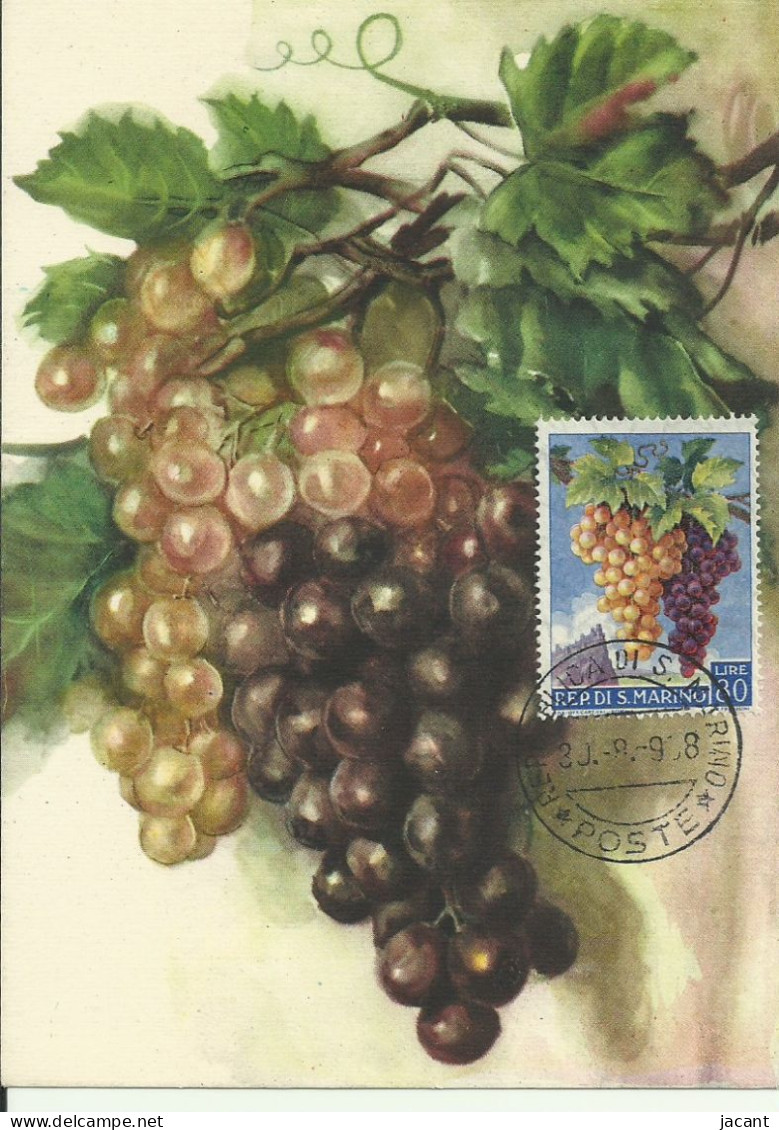 Carte Maximum - San Marino - Uva - Raisin - Grape - Lettres & Documents