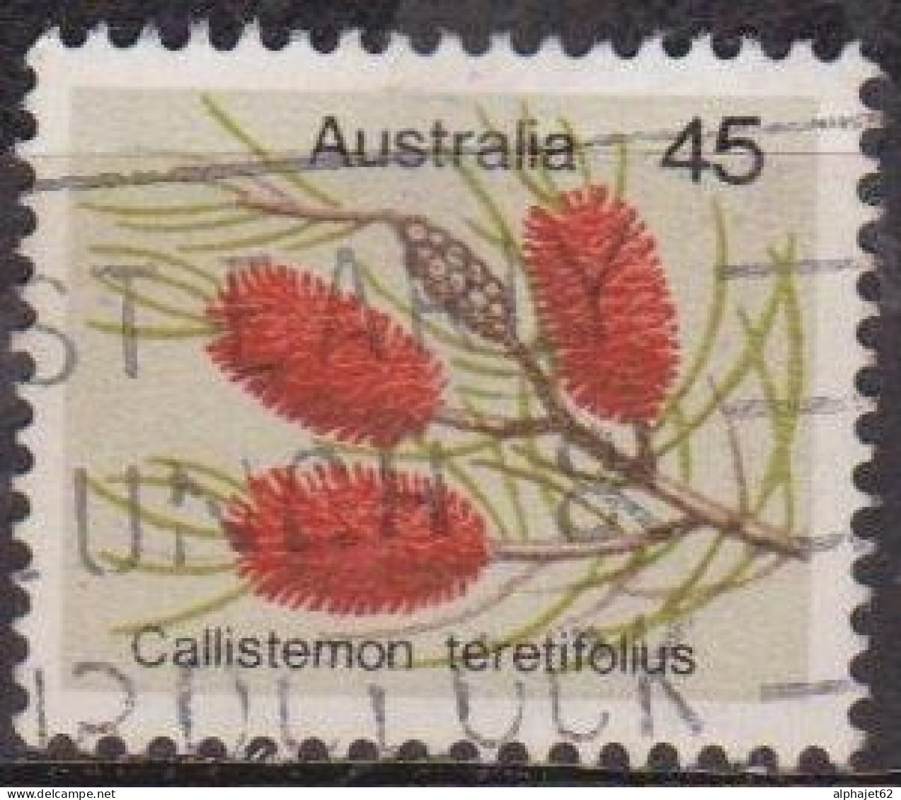 Flore - AUSTRALIE - Fleurs - Callistemon - N° 577 - 1975 - Gebruikt