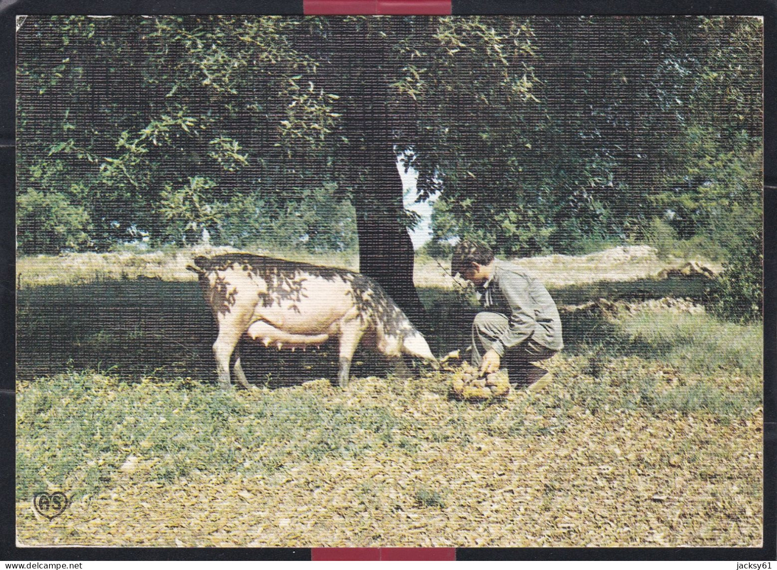 47 - Le Chercheur De Truffes - Le Cochon Truffier à Le Recherche De Truffes - Aquitaine