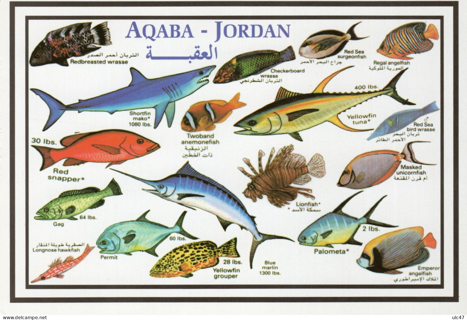 - JORDANIE. - AQABA  - JORDAN - - Jordanie