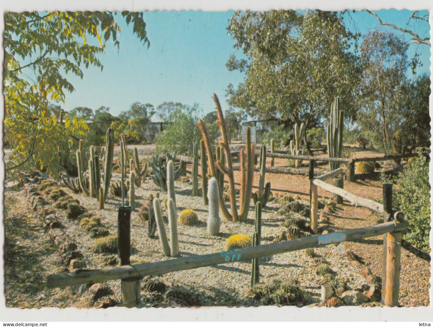 Australia NEW SOUTH WALES NSW Cactus Nursery LIGHTNING RIDGE Murray Views W40 Postcard C1970s - Autres & Non Classés