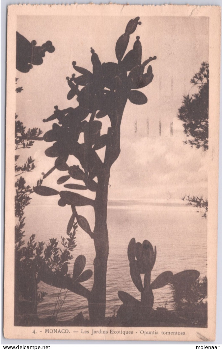 Postkaarten > Europa > Monaco > Exotische Tuin Gebruikt 1934 (13948) - Jardin Exotique
