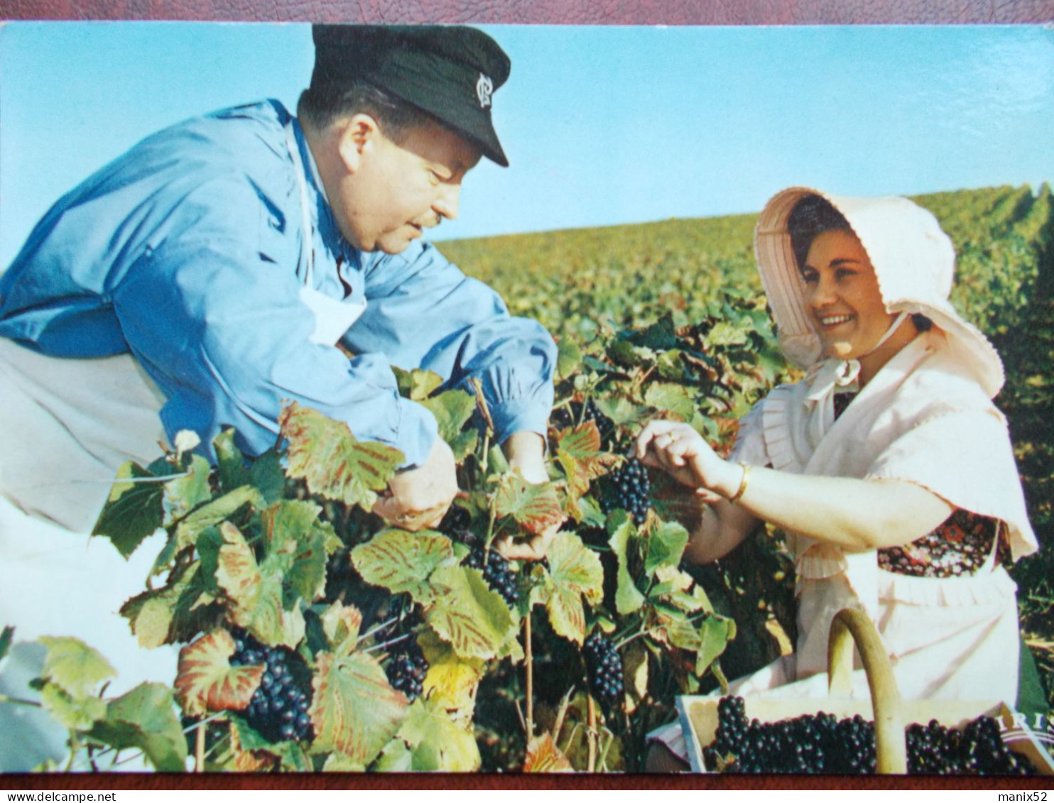 CHAMPAGNE - Vendanges En Champagne - La Cueillette. - Champagne - Ardenne